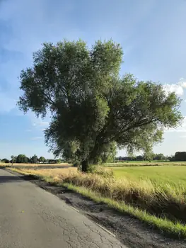 Bellegem, West-Vlaanderen (Belgium)